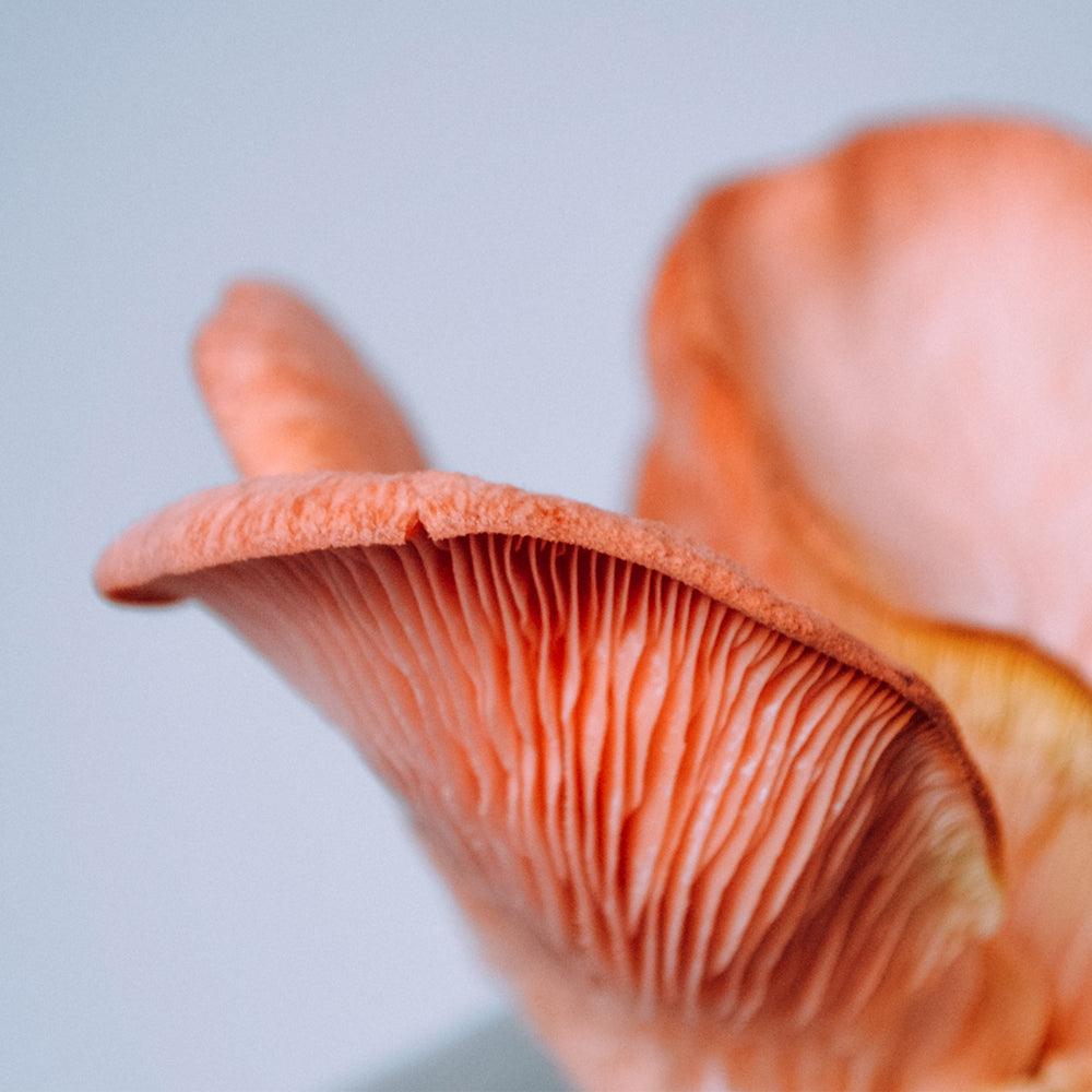 Adaptogenen voor vrouwen en hun hormoonhuishouding
