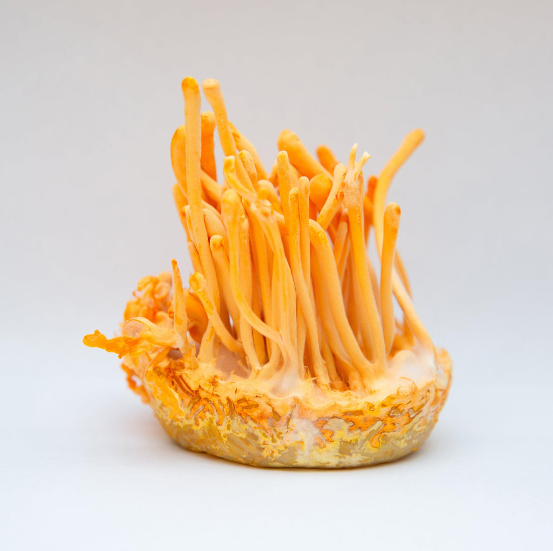 Cordyceps medicinale paddenstoel en adaptogeen