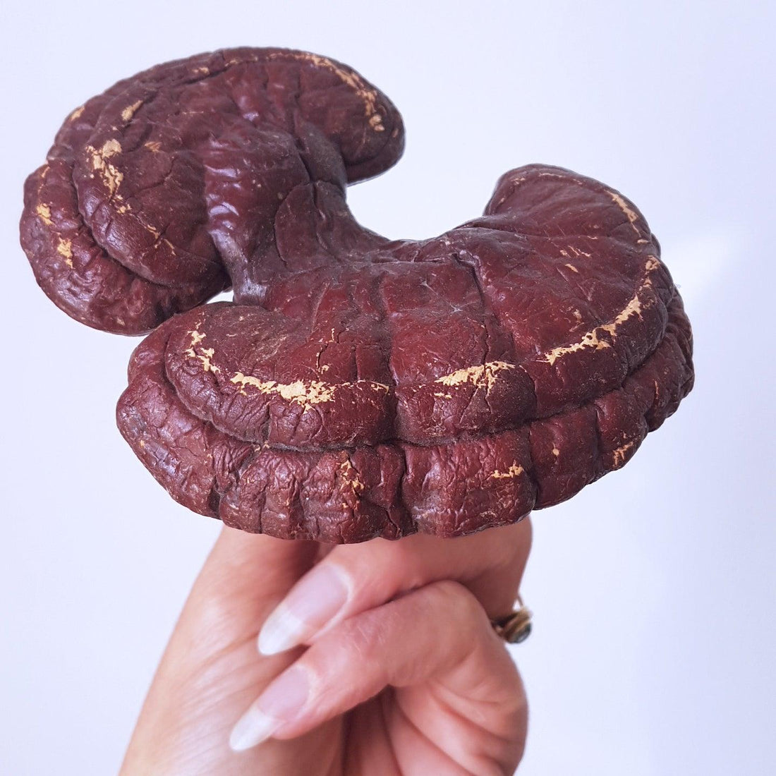 Reishi: medicinale paddenstoel en krachtig adaptogeen
