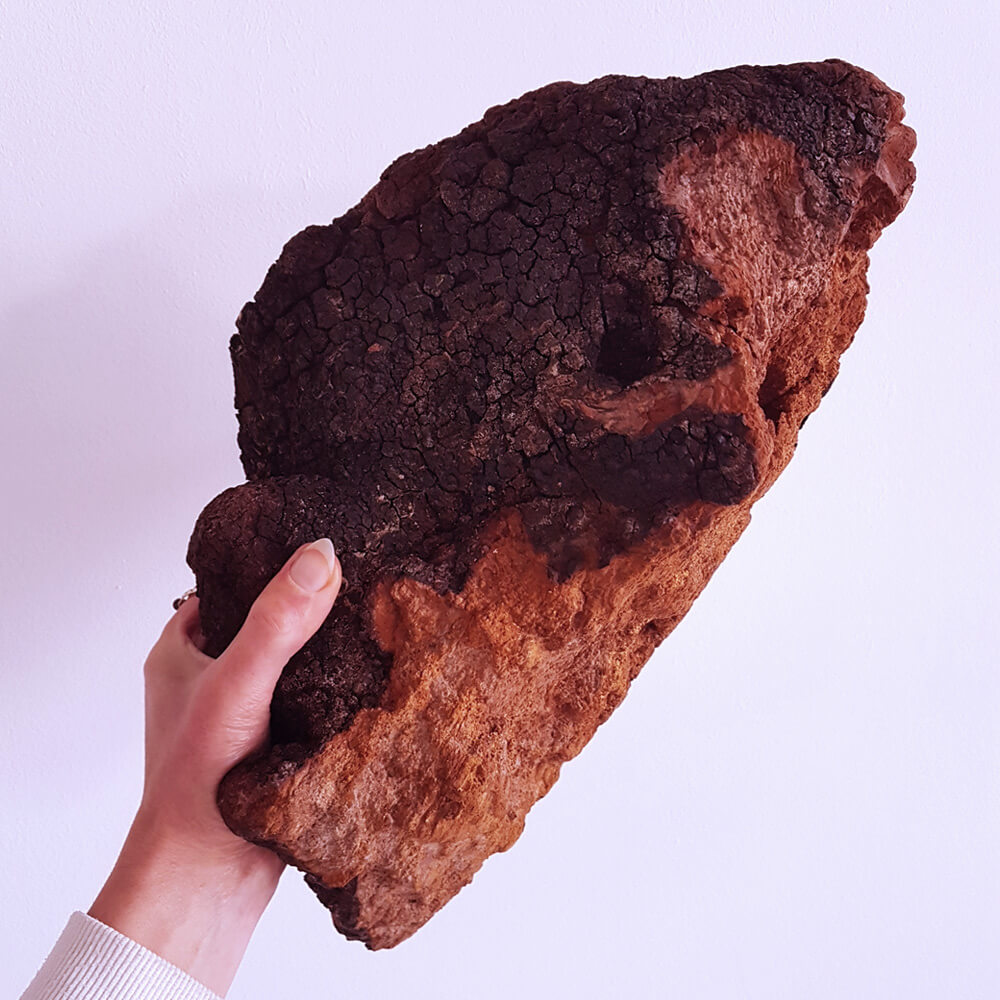 Chaga paddenstoel voor de huid en het immuunsysteem