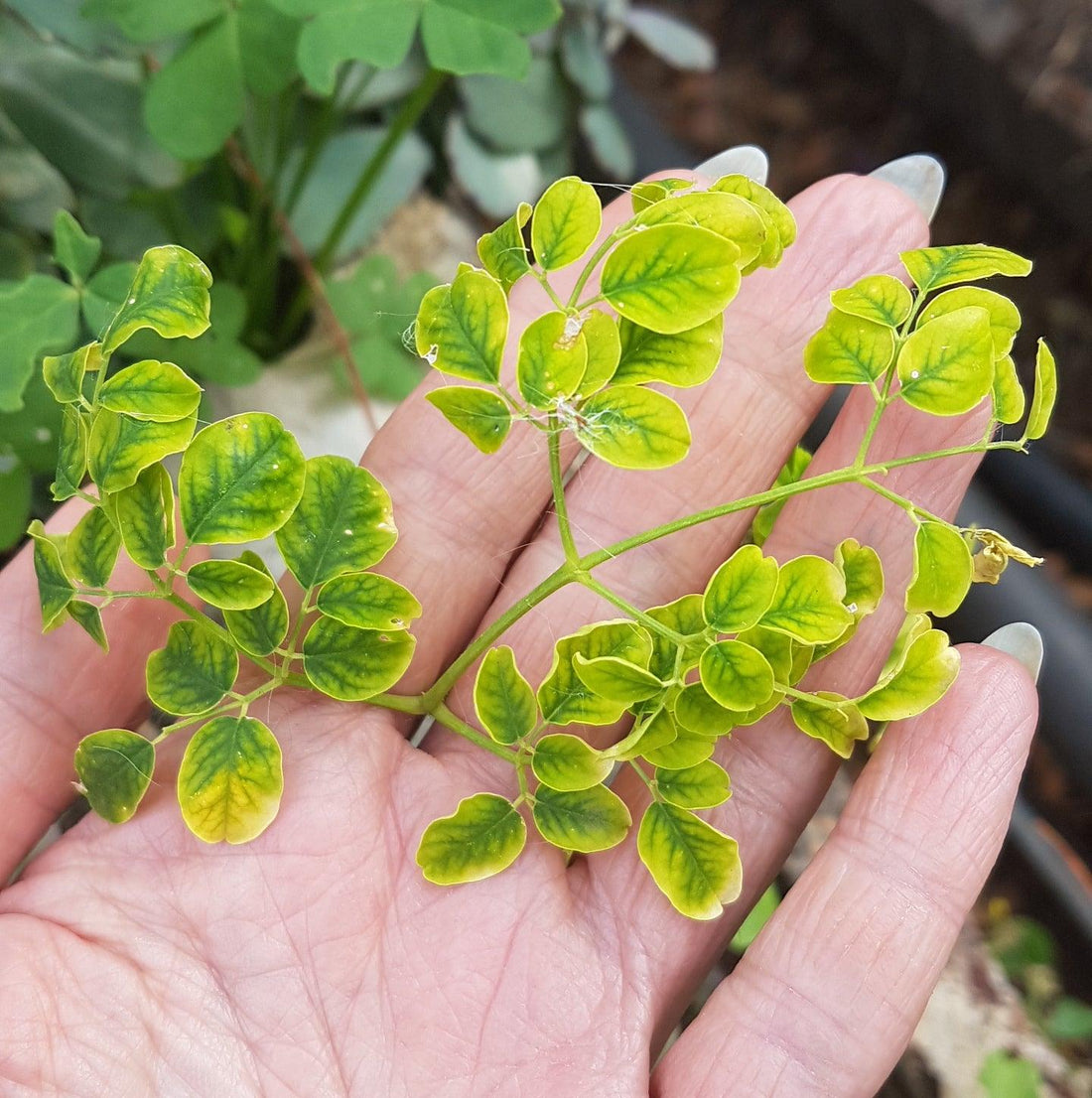 Moringa adaptogeen