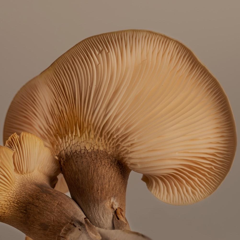 Paddenstoelen producten: vruchtlichaam en mycelium