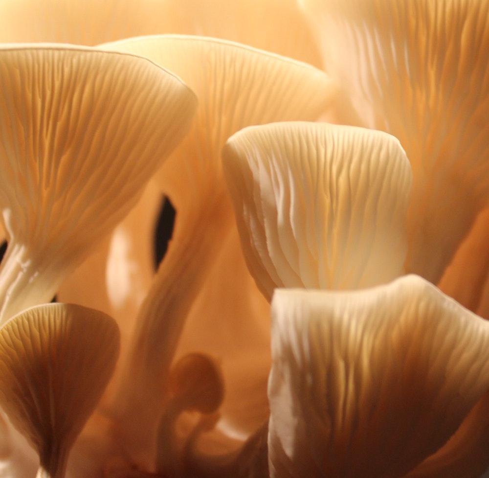 Medicinale paddenstoelen: medicijn voor lichaam en geest